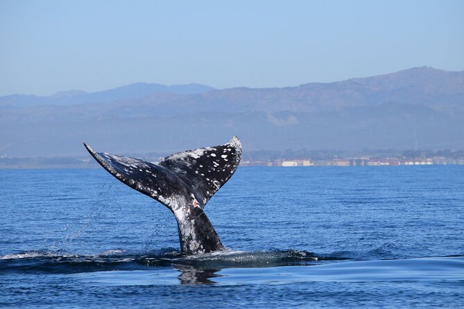 Up Close Dolphin & Whale Watching - Which wildlife days are best for your expectations