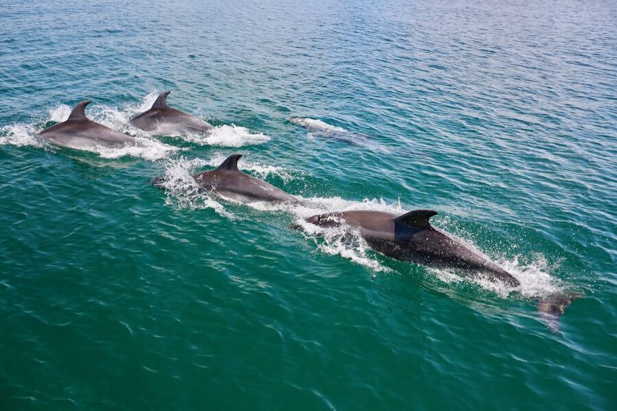 Vilamoura: Boat Tour Dolphin Quest & Marine Life Search - A catamaran built for real bodies and real families