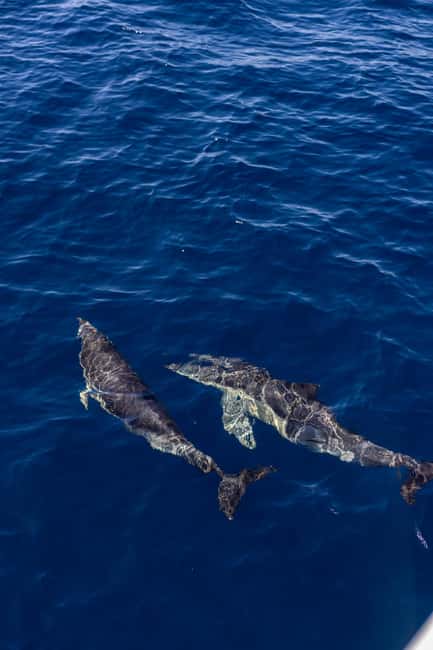 Vilamoura: Boat Tour Dolphin Quest & Marine Life Search - How the dolphin search works (and what to expect if you spot pods)