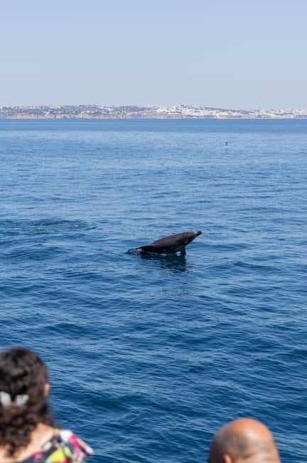 Vilamoura: Boat Tour Dolphin Quest & Marine Life Search - Conservation support you can feel good about