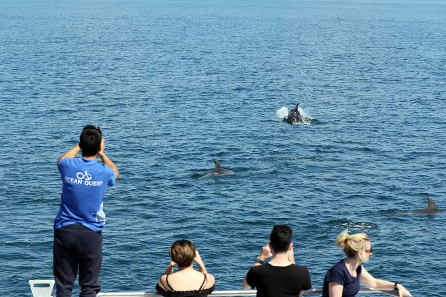 Vilamoura: Boat Tour Dolphin Quest & Marine Life Search - Price and value in real terms