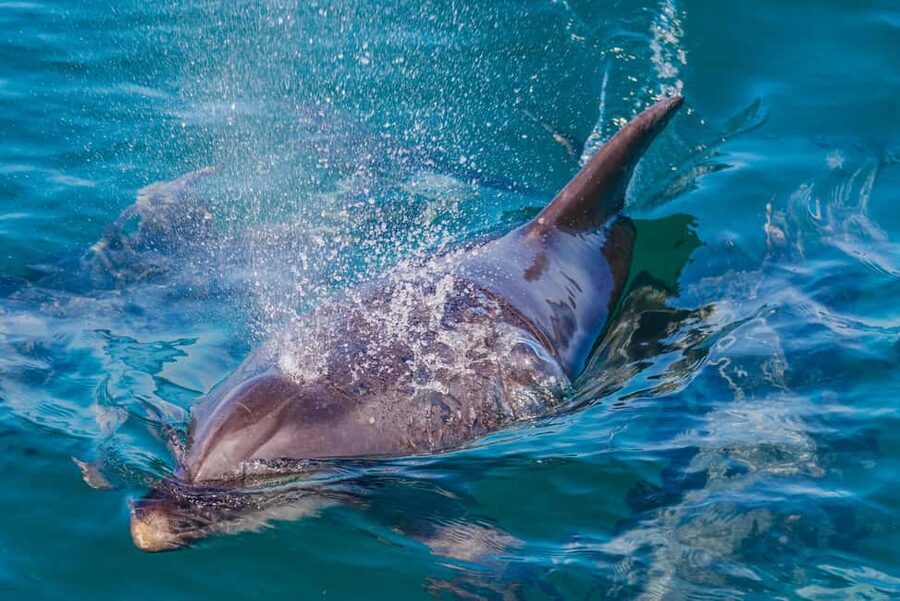 Vilamoura: Boat Tour Dolphin Quest & Marine Life Search - Who this tour suits best in the Algarve