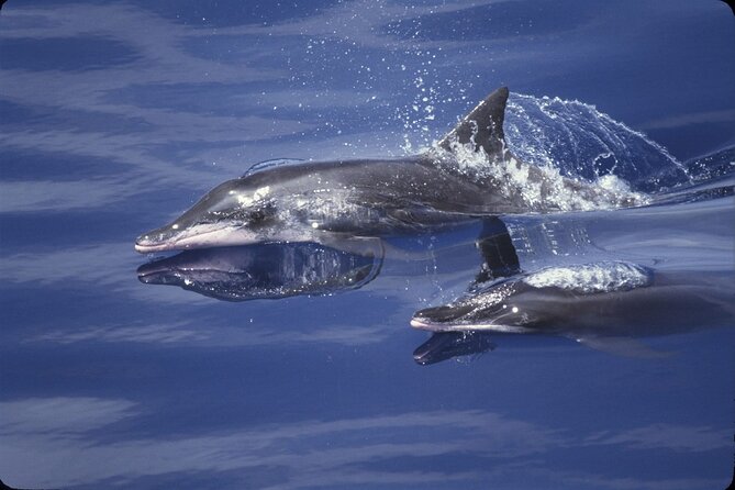 ViP Full Day Swimming With Dolphin Sea Trip With Lunch - Hurghada - Why Dolphin House is the whole point in Hurghada