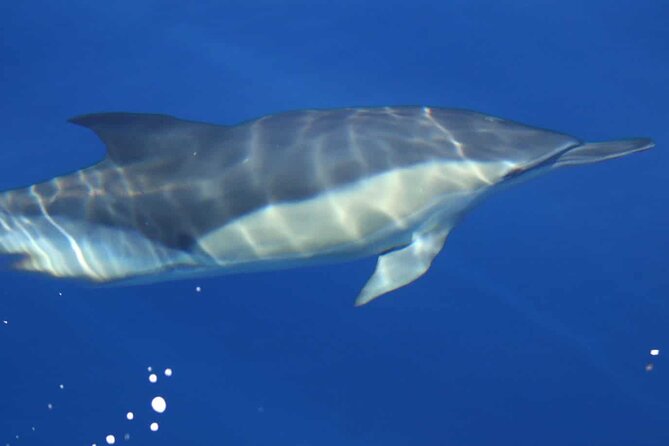 ViP Full Day Swimming With Dolphin Sea Trip With Lunch - Hurghada - Hotel pickup, pier time, and what your morning feels like