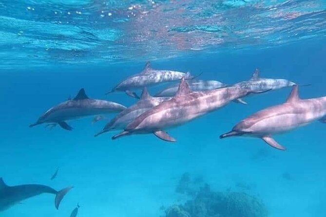 ViP Full Day Swimming With Dolphin Sea Trip With Lunch - Hurghada - How fit do you need to be for this day on the water?