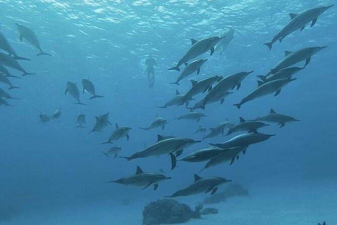 ViP Full Day Swimming With Dolphin Sea Trip With Lunch - Hurghada - Price and value: what $15.30 really buys you