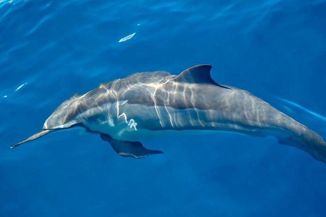 ViP Full Day Swimming With Dolphin Sea Trip With Lunch - Hurghada - Snorkeling in the Red Sea: jump in, look longer, repeat