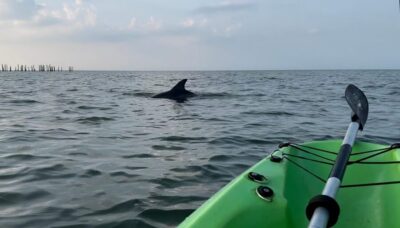 Virginia Beach: Dolphin Kayak Tour: This is a Workout! - Setup and gear: comfort counts when you’re paddling hard