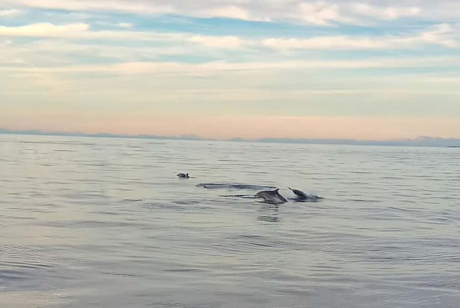 Vrsar: Dolphin Watching Boat Ride - Quick Key Reasons This Trip Works
