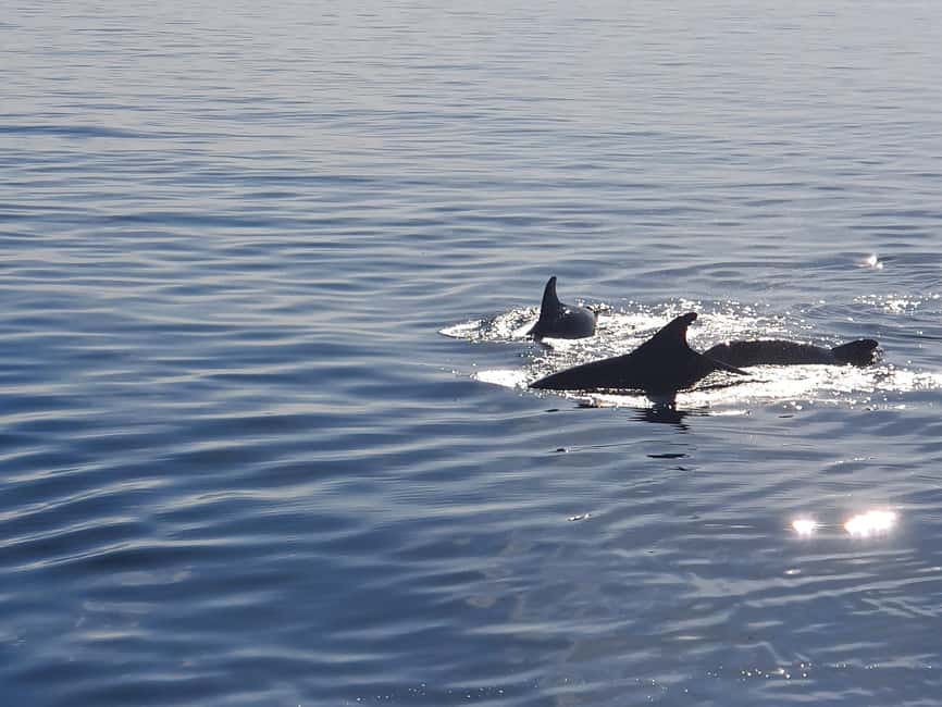 Vrsar: Dolphin Watching Boat Ride - How This Fits Into a Day in Istria