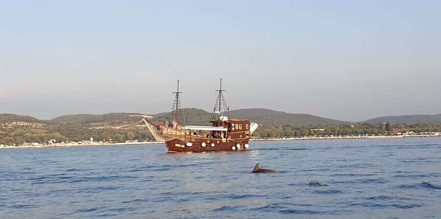 Vrsar: Dolphin Watching Boat Ride - Dolphins: What the Crew’s Looking For, and What You Should Expect