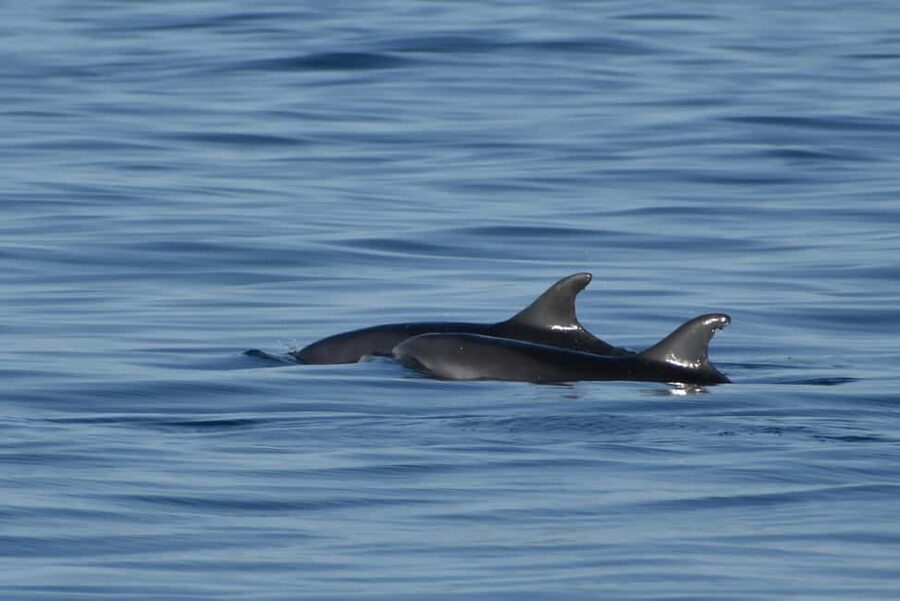 Vrsar: Dolphin Watching Boat Ride - Transfers: Making the Whole Thing Easier Than It Sounds