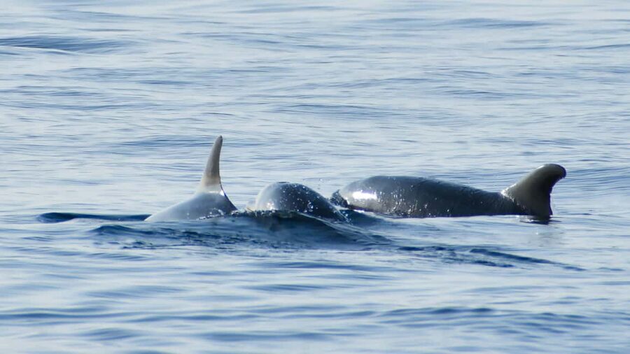 Vrsar: Dolphin Watching Boat Ride - Who This Tour Suits Best (and Who Might Want Something Different)