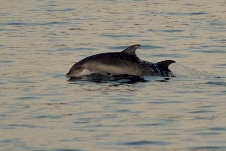 Vrsar: Dolphin Watching Boat Tour including Drinks - Practical Tips to Make Your Trip Smoother