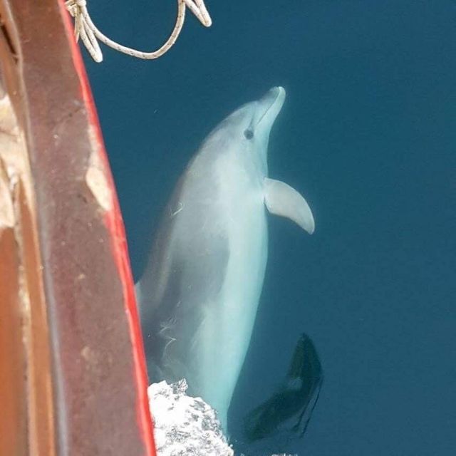 Vrsar: Dolphin Watching Boat Tour including Drinks - Finding Lidija Tours in Vrsar (and getting settled fast)