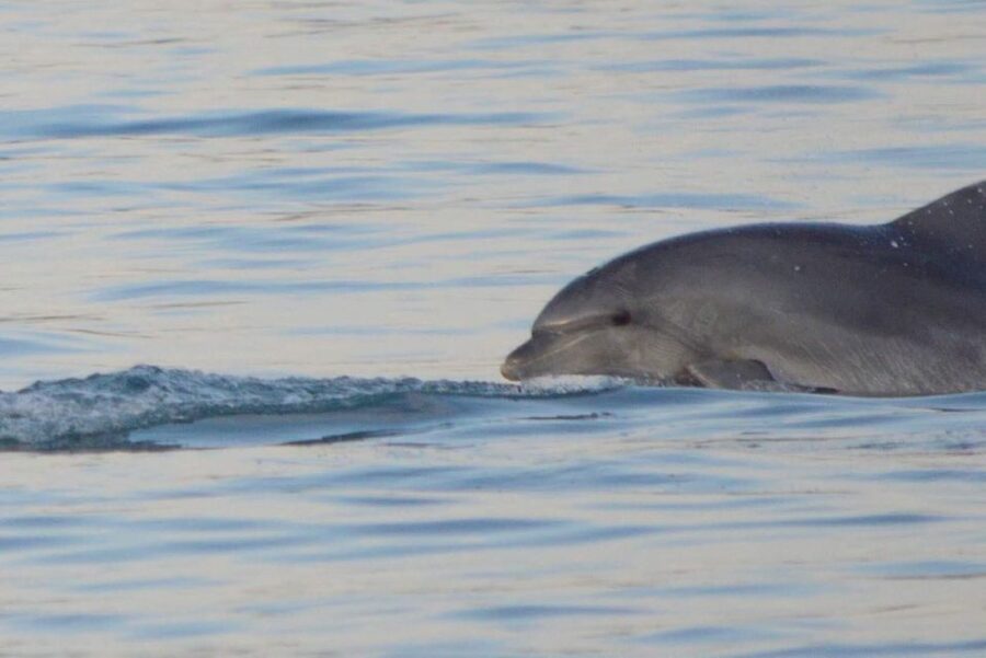 Vrsar: Dolphin Watching Boat Tour including Drinks - Dolphin watching: how the captain improves your odds