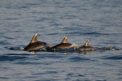Vrsar: Dolphin Watching Boat Tour including Drinks - The sailing portion: Istria’s coast from a deck seat