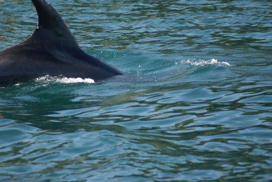 Vrsar: Dolphin Watching Boat Tour including Drinks - Drinks onboard: included wine, juice, and water (plus the beer reality)