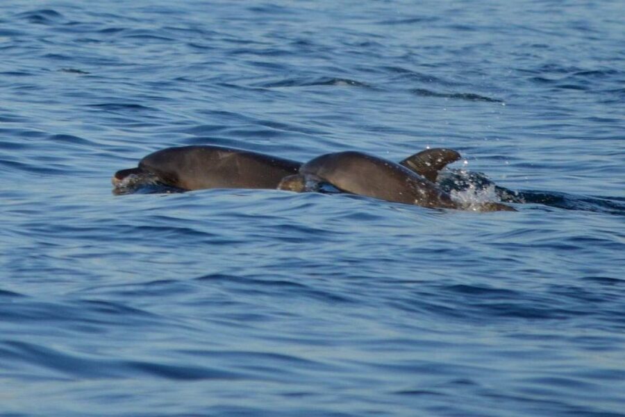 Vrsar: Dolphin Watching Boat Tour including Drinks - Price and value: why $29 makes sense for this kind of outing