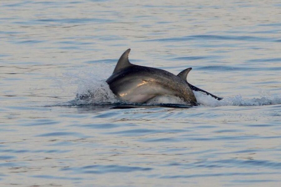 Vrsar: Dolphin Watching Boat Tour including Drinks - Price and Value: Why $29 Can Work for You