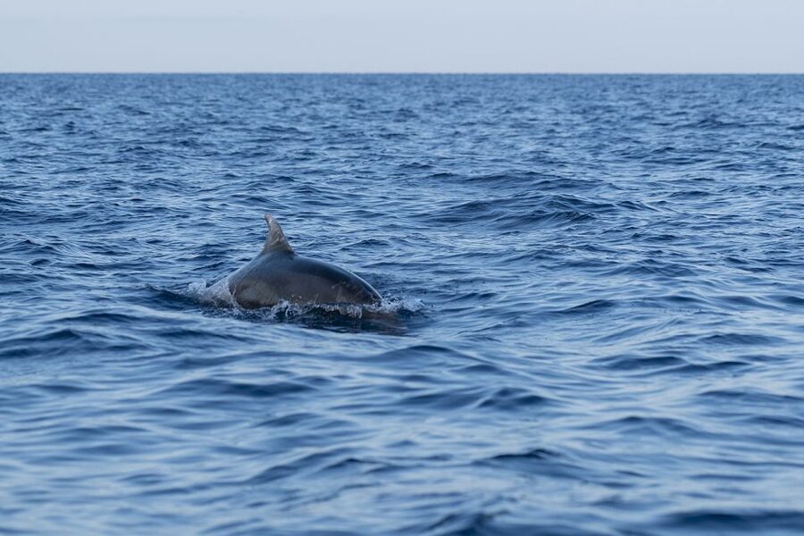 Vrsar: Dolphin-Watching Sunset Adventure with Speedboat - Should you book Dolphin-Watching Sunset Adventure in Vrsar?
