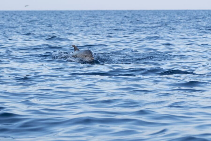 Vrsar: Dolphin-Watching Sunset Adventure with Speedboat - Why Vrsar sunset dolphins work so well