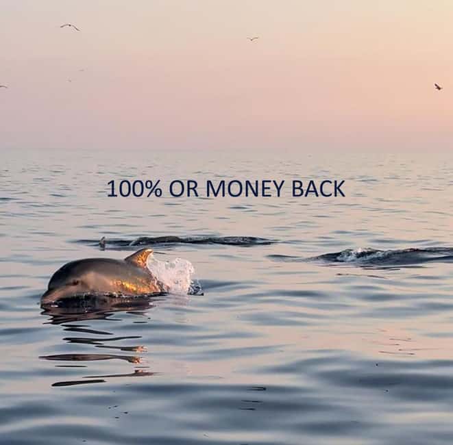 Vrsar: Dolphin-Watching Sunset Adventure with Speedboat - The dolphin search: expert skippers and a rules-first approach