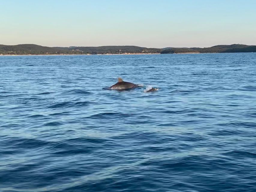 Vrsar: Dolphin-Watching Sunset Adventure with Speedboat - Watching dolphins without crowding them: what you’re likely to see