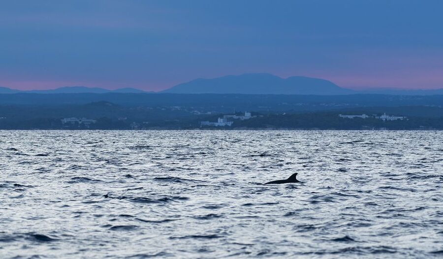 Vrsar: Dolphin-Watching Sunset Adventure with Speedboat - Sunset on the Adriatic: the part that turns photos into memories