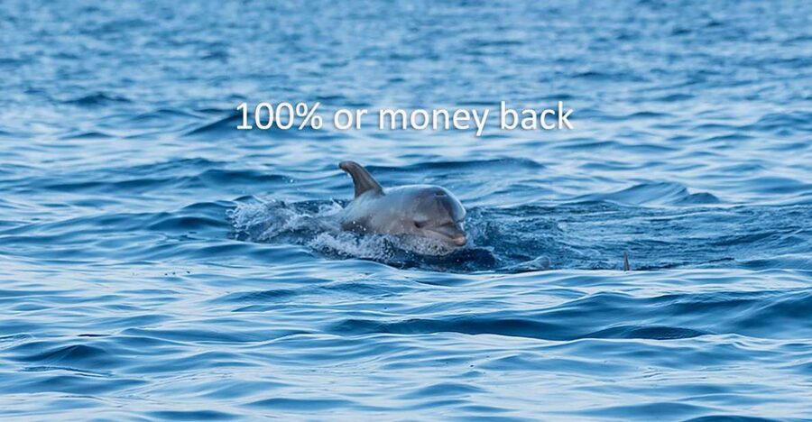 Vrsar: Dolphin-Watching Sunset Adventure with Speedboat - Price value at about $29: what’s actually included