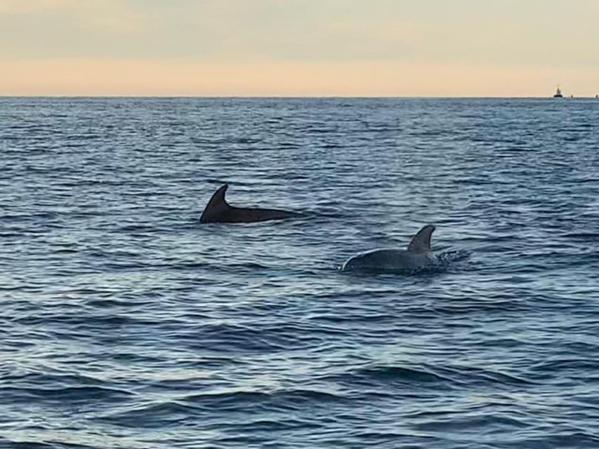 Vrsar: Dolphin-Watching Sunset Adventure with Speedboat - Weather, refunds, and the one real risk: dolphins don’t cooperate