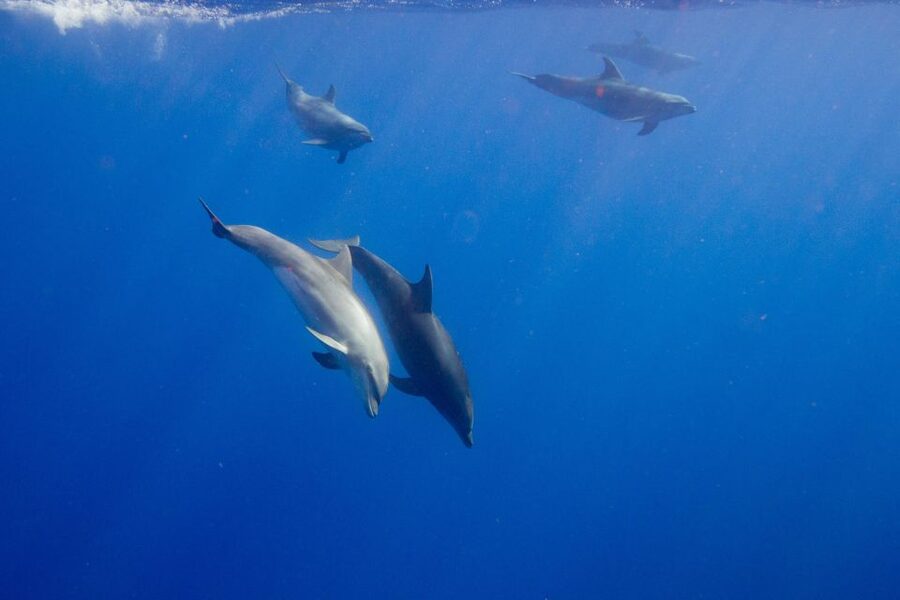 Waianae, Oahu: Swim with Dolphins (Semi-Private Boat Tour) - Booking tips and what to bring for a smooth day