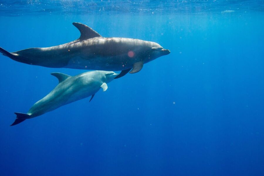 Waianae, Oahu: Swim with Dolphins (Semi-Private Boat Tour) - Why Waianae’s dolphin swim experience feels different
