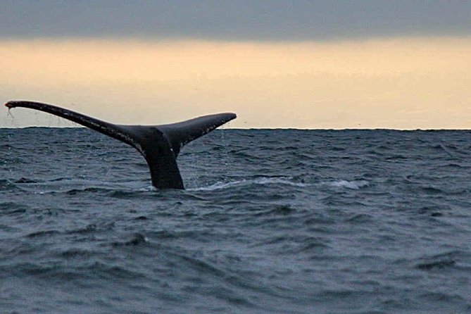 Waitukubuli Dolphin and Whale Watch in Dominica - Key highlights at a glance