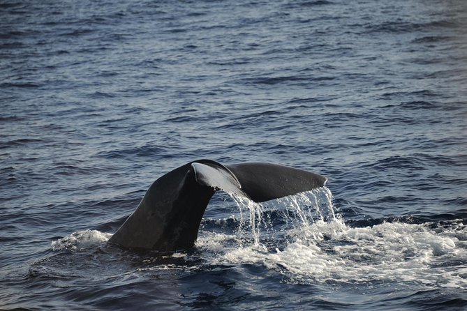 Waitukubuli Dolphin and Whale Watch in Dominica - Roseau pickup to open-water search: how this whale watch actually feels
