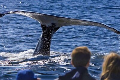Waitukubuli Dolphin and Whale Watch in Dominica - What you can see: sperm whales, pilot whales, dolphins, and the 80% odds