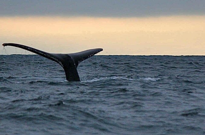 Waitukubuli Dolphin and Whale Watch in Dominica - Expectations management: when sightings are rare or the sea is rough