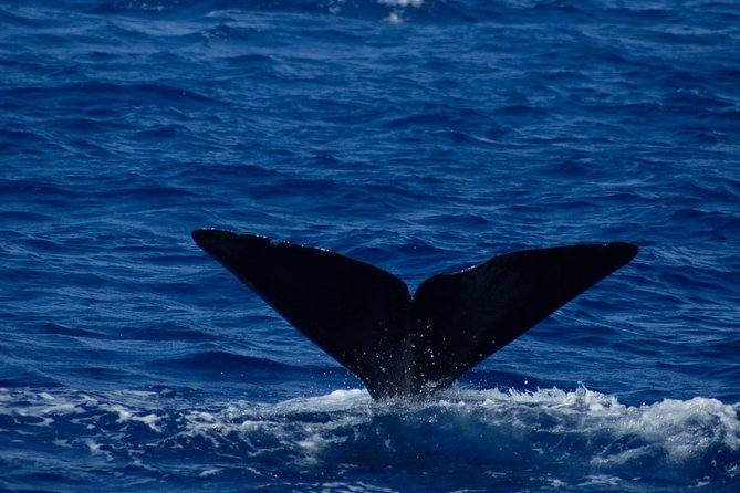 Waitukubuli Dolphin and Whale Watch in Dominica - Price and value: what $99 gets you beyond the boat ride