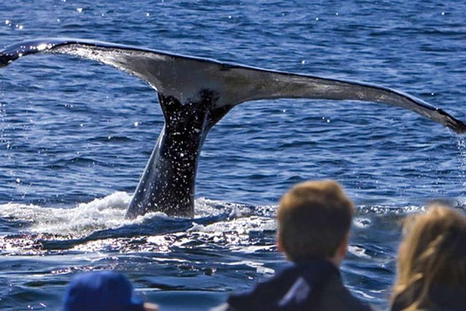 Waitukubuli Dolphin and Whale Watch in Dominica - What you can see: sperm whales, pilot whales, dolphins, and the 80% odds