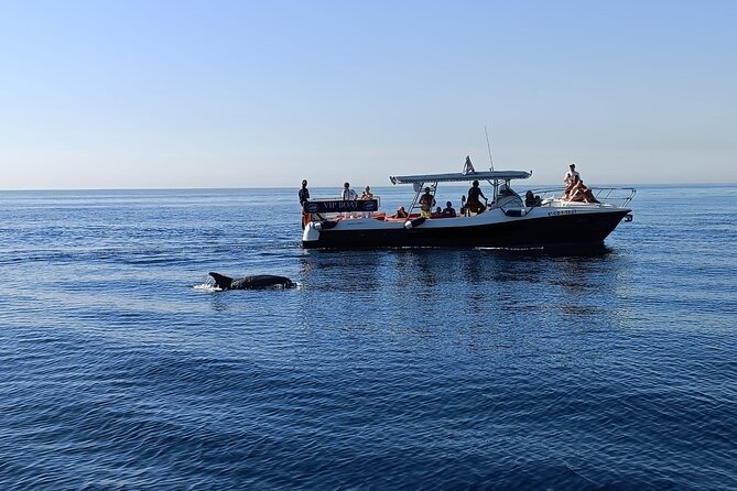 Walk and dolphin watching in Fuengirola + 1 drink - Key Highlights