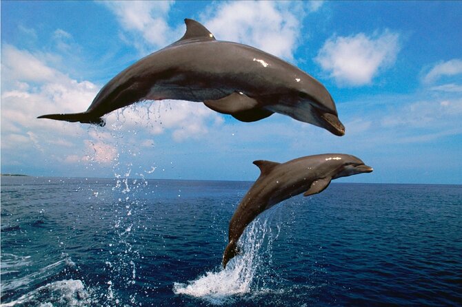 Walk and dolphin watching in Fuengirola + 1 drink - The Dolphin-Watching Reality: Wild Animals, Real Timing