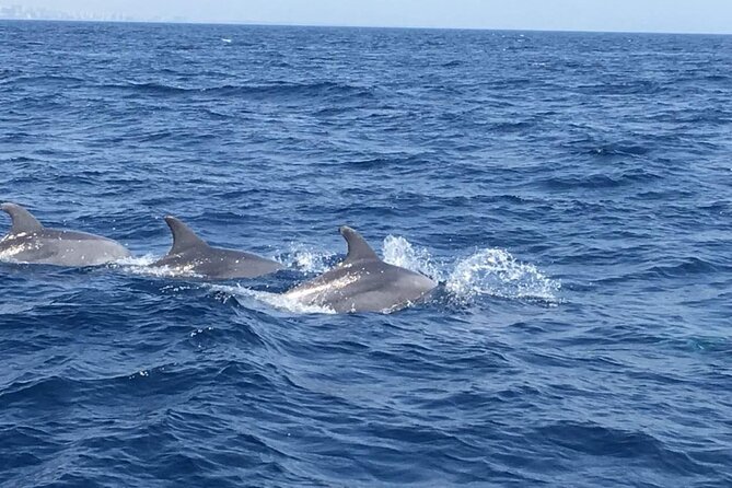 Walk and dolphin watching in Fuengirola + 1 drink - Views of the Costa del Sol: The Cruise Is Part of the Value