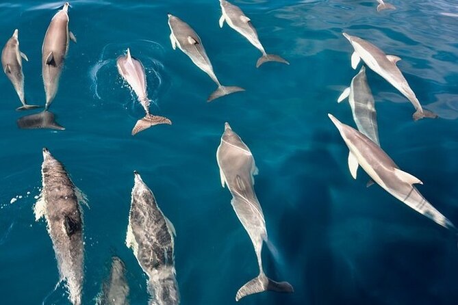 Walk and dolphin watching in Fuengirola + 1 drink - Timing, Weather, and Why It Actually Matters