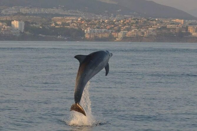 Walk and dolphin watching in Fuengirola + 1 drink - Price and Value: Is $40.72 Worth It?
