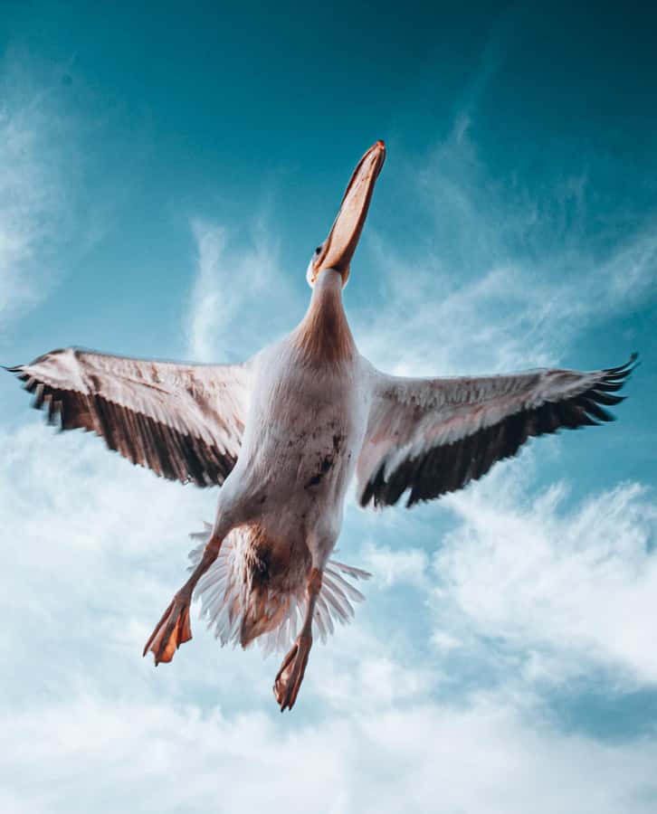 Walvis Bay: Dolphin Cruise, Pink Lakes and 4x4 Dune Drive - Pink lakes and birdlife: the salt pans that color your photos