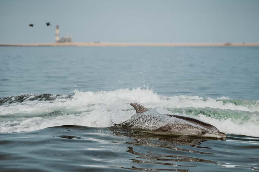Walvis Bay: Namibian Coast Dolphin Cruise with Light Lunch - Key highlights I’d circle in your plan