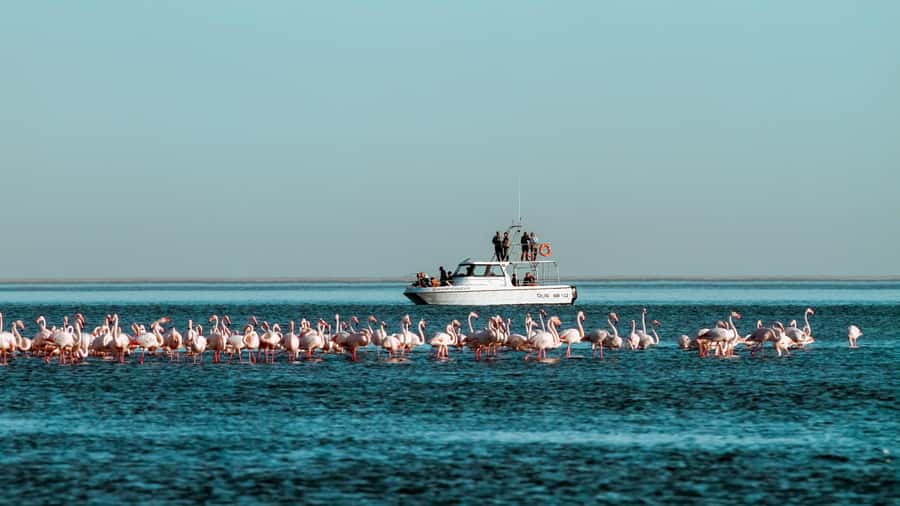 Walvis Bay: Namibian Coast Dolphin Cruise with Light Lunch - First Sip, Then the Cold Breeze: What the Start Really Does