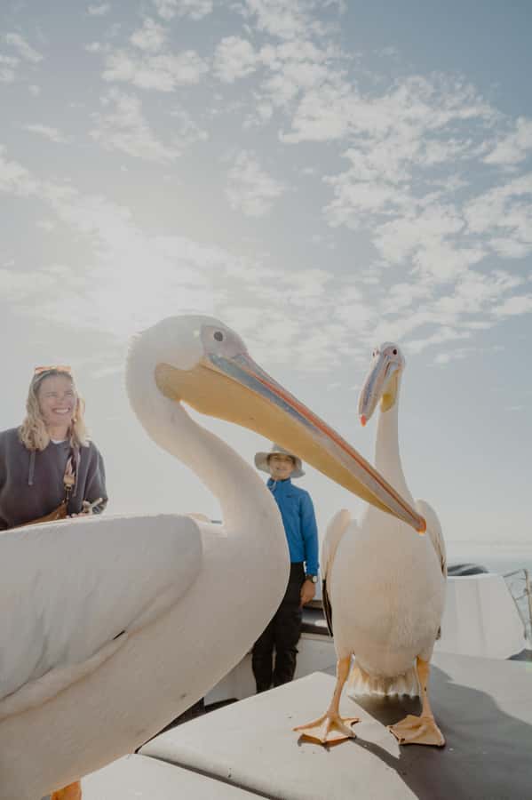 Walvis Bay: Namibian Coast Dolphin Cruise with Light Lunch - Out on the Atlantic: Dolphin and Whale Scanning Without the Fuss