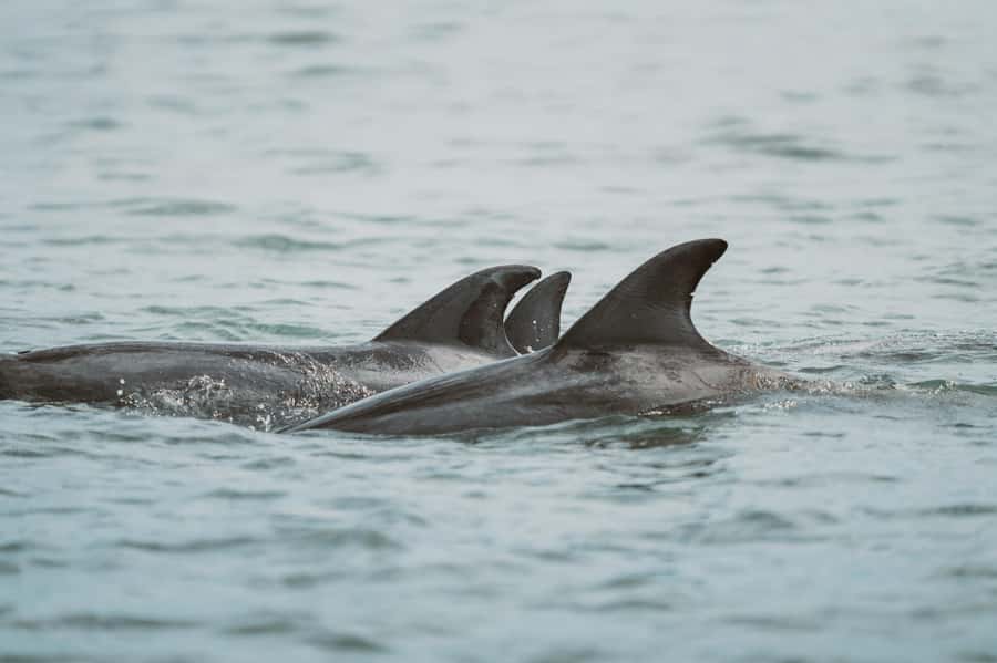 Walvis Bay: Namibian Coast Dolphin Cruise with Light Lunch - How the Crew Works the Wildlife (and Keeps the Mood Calm)