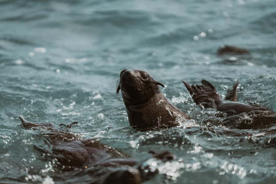Walvis Bay: Namibian Coast Dolphin Cruise with Light Lunch - Weather and Comfort: Plan for Wind, Bring Layers